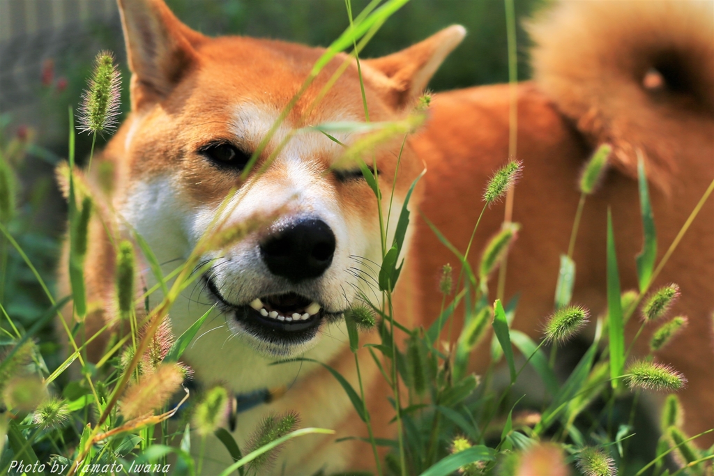 犬コロ草