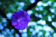蔓花