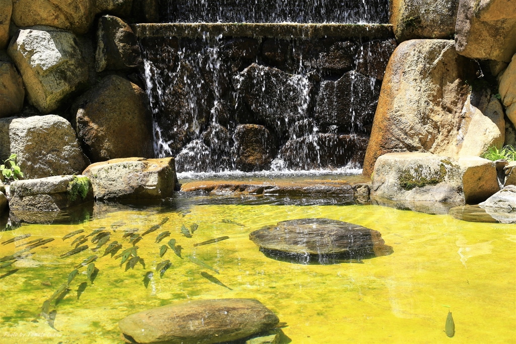 イワナの楽園