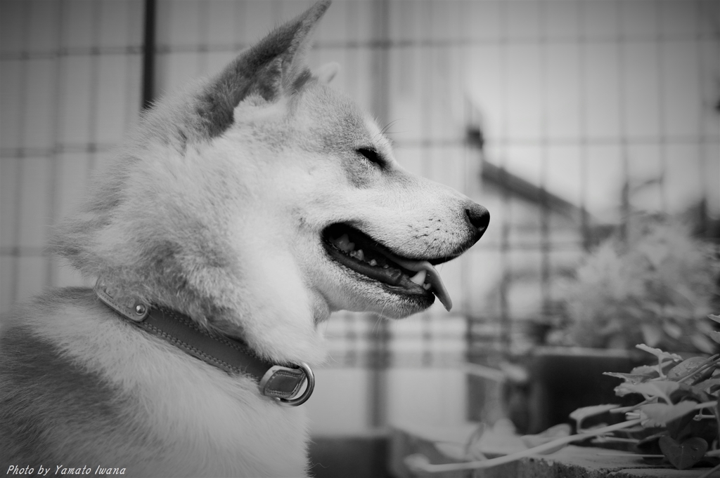笑い犬Ⅱ