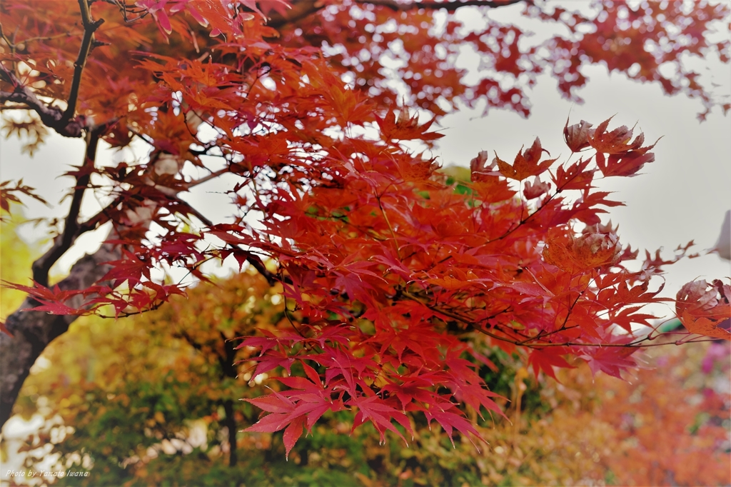 紅葉末期