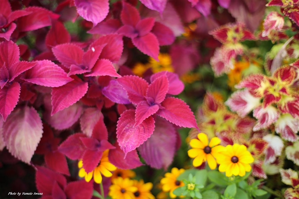 花束２