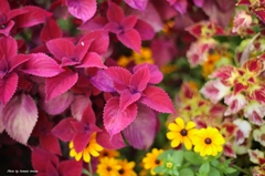 花束２