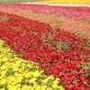 花絨毯