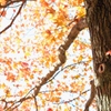 orange_sky