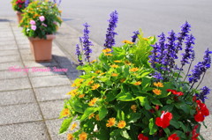 花束