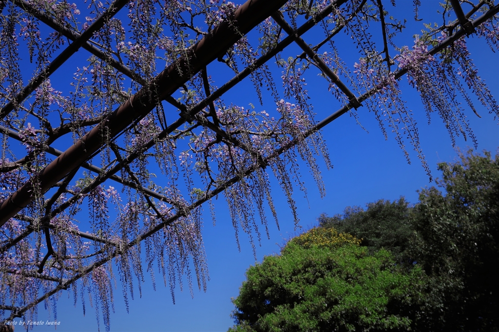 藤空その２