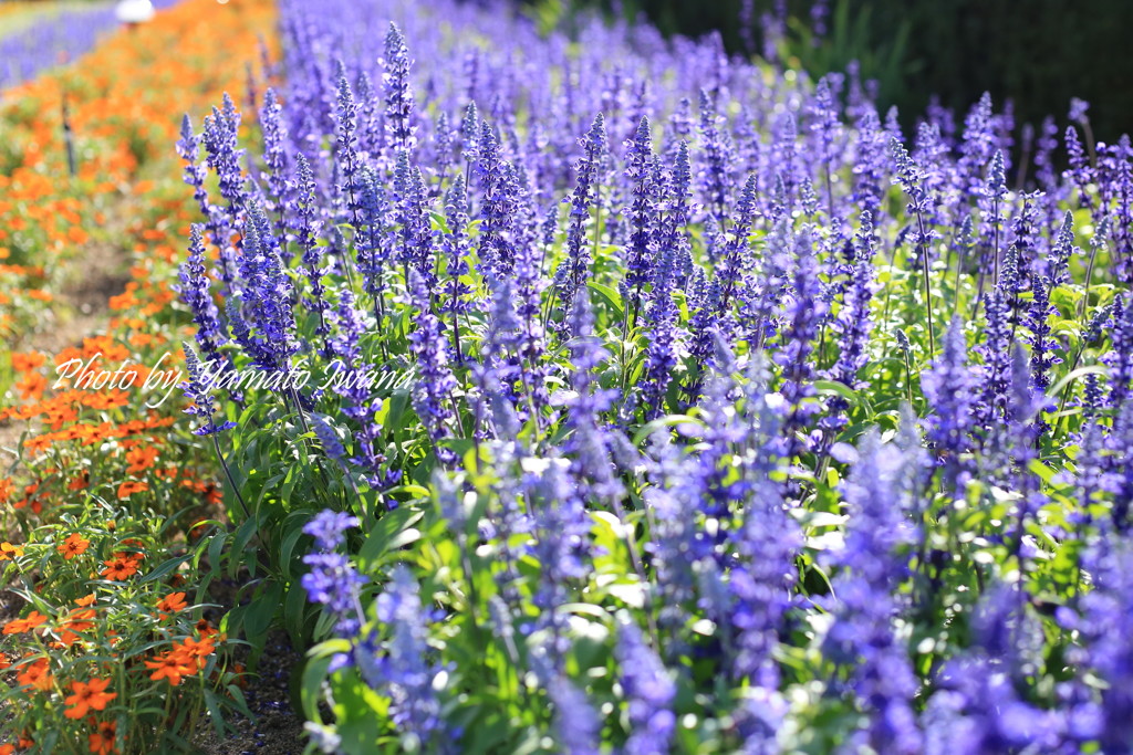 今日の花畑_1