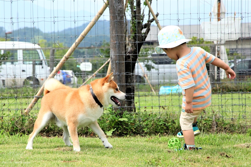 フットボール犬