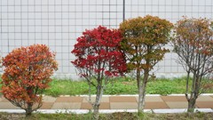 寄り添い
