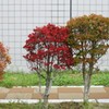寄り添い