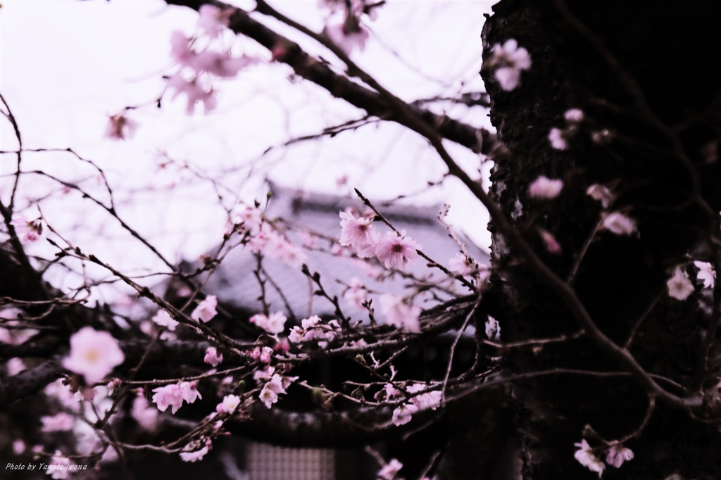 冬桜