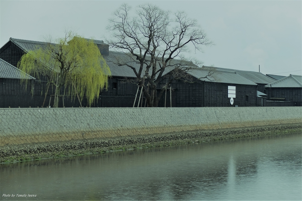 雨の蔵運河