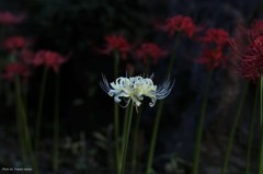 白一点