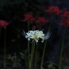 白一点