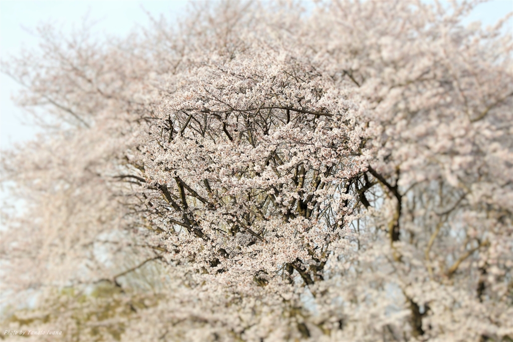 爛漫４