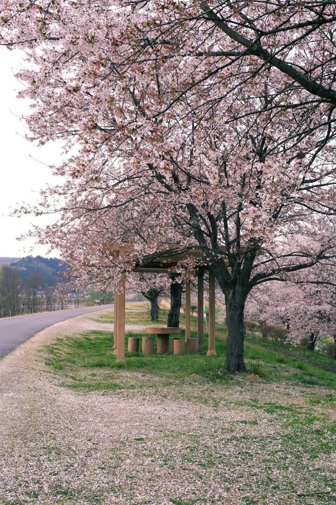 桜絨毯