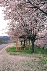 桜絨毯