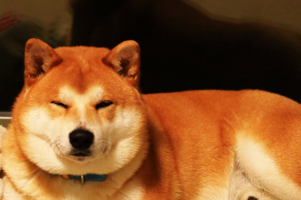 ネムネム