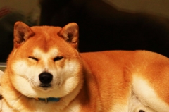 ネムネム