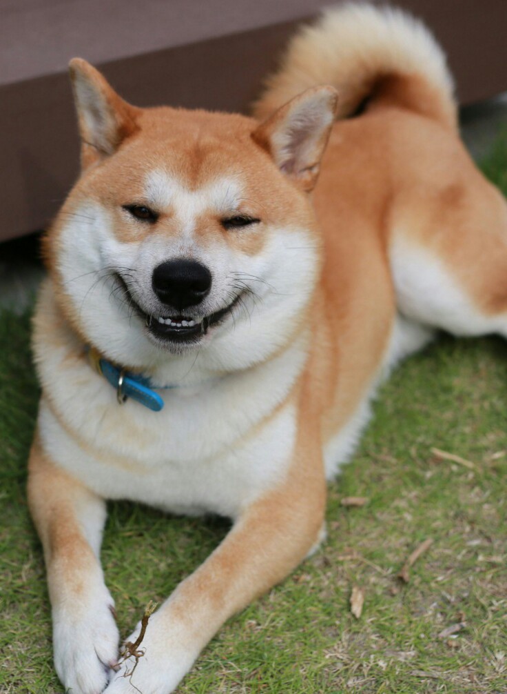 笑い犬