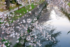 sakura02