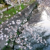 sakura02
