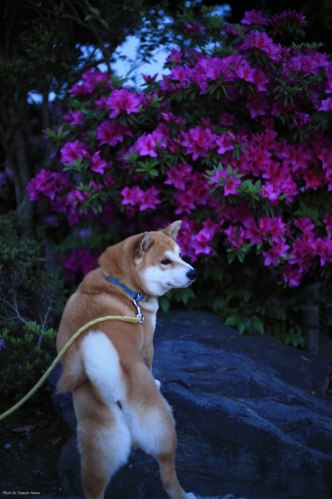 ツツジと柴犬