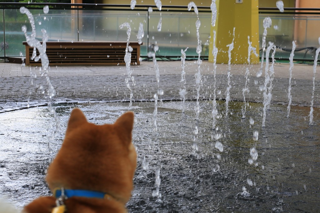 噴水と犬