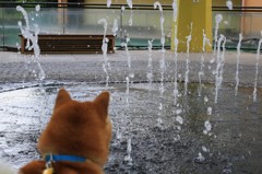 噴水と犬