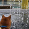 噴水と犬