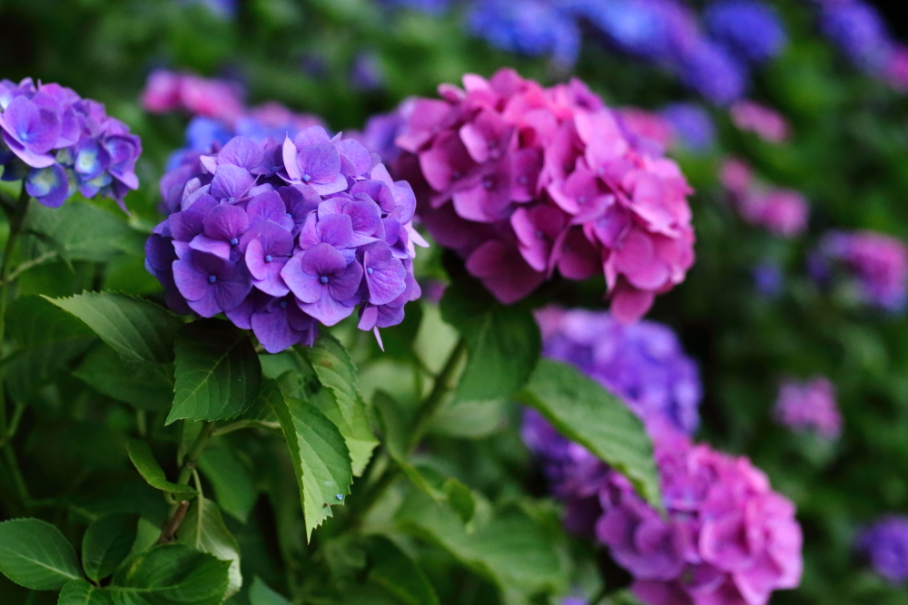 紫陽花