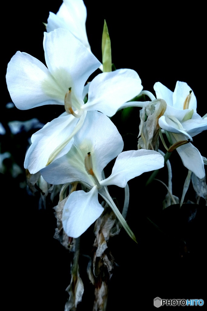 白花