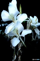 白花