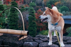 庭園と犬