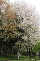 信州桜