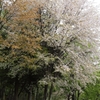 信州桜