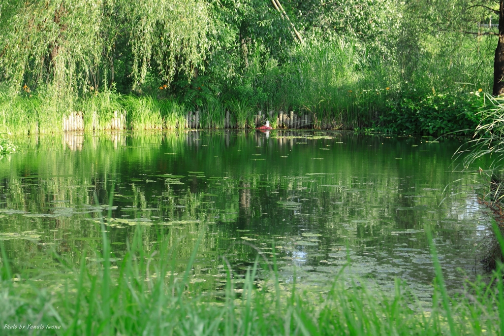 夏池