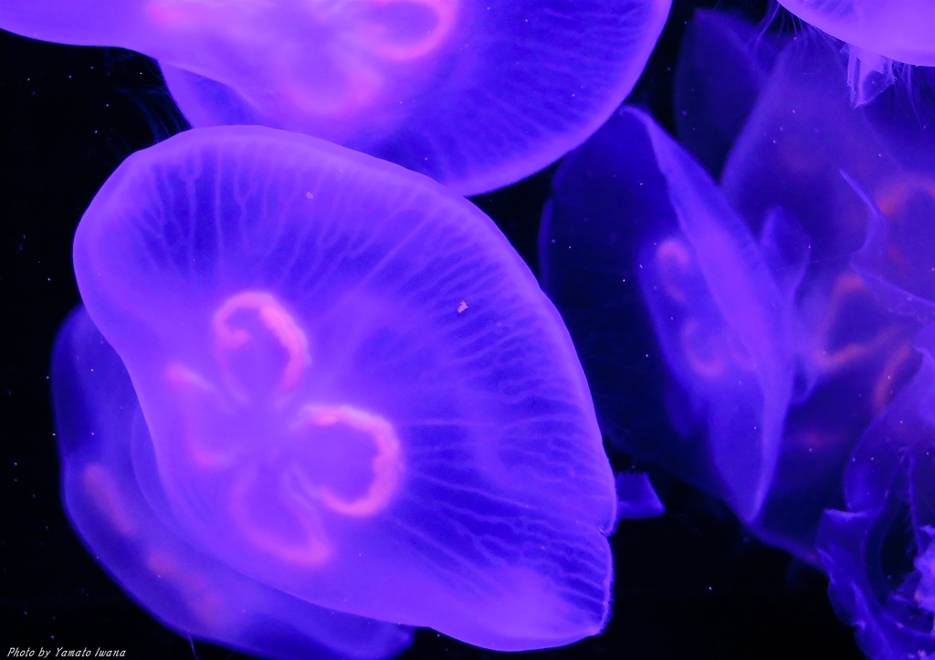 海花