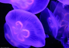 海花