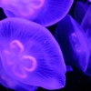 海花