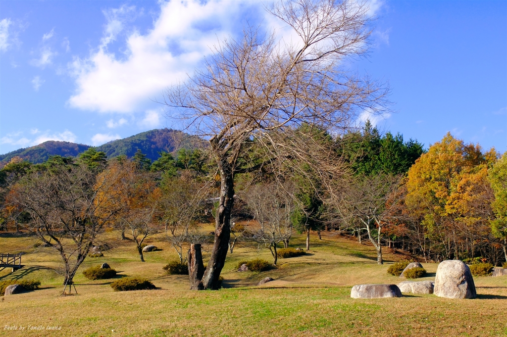 晩秋公園