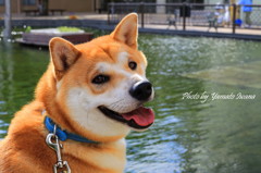 振向きハンサム