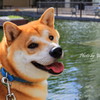 振向きハンサム