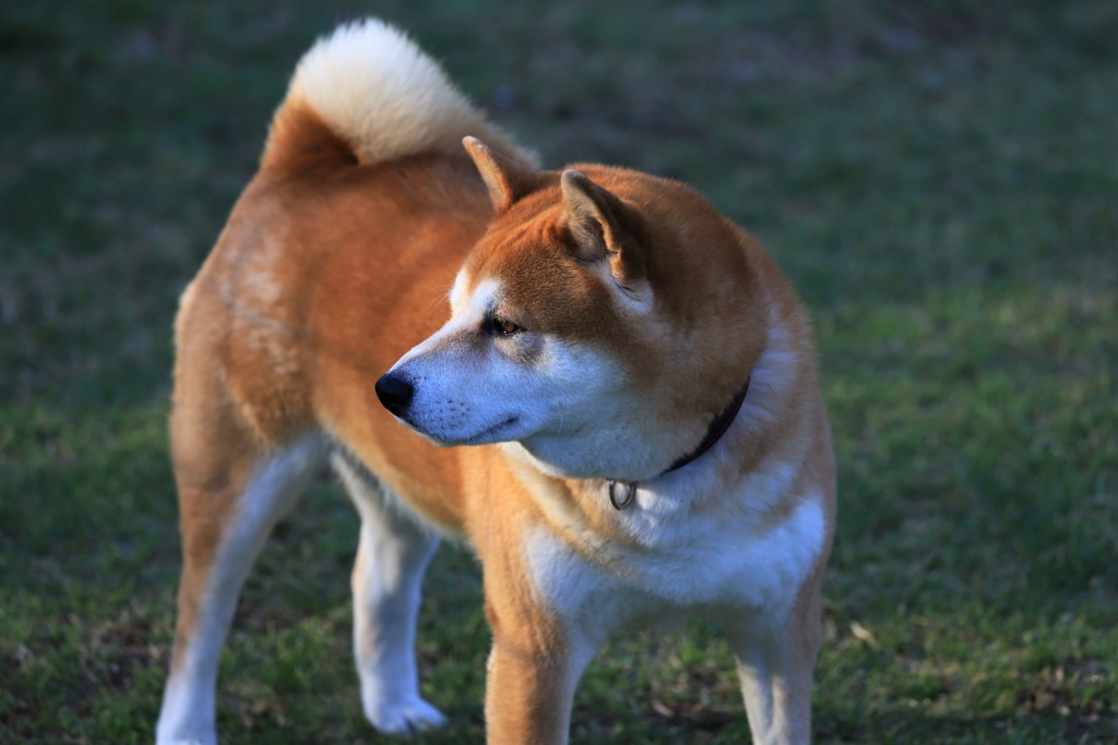 柴犬と芝生