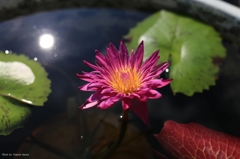 蓮