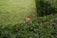 あっち向いた猫