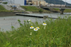 DSC00008