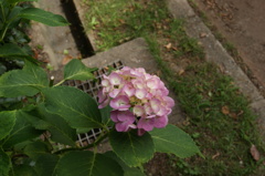 DSC00039