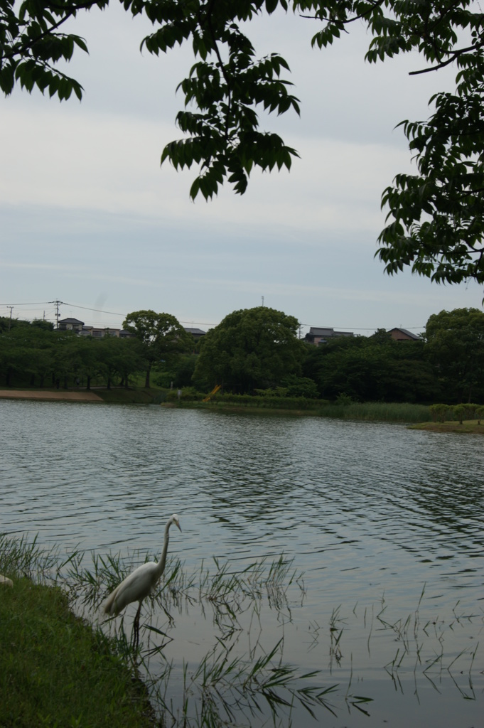 さぎさぎ